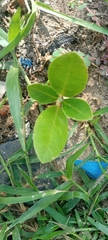 Tracheophyta