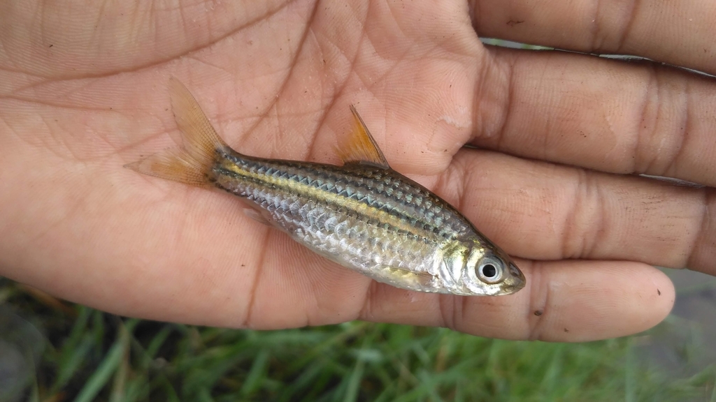 Desmopuntius gemellus