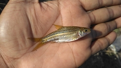 Desmopuntius gemellus