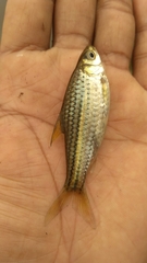 Desmopuntius gemellus