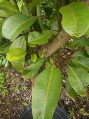 Charpentiera tomentosa