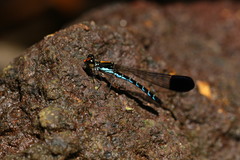 Calocypha laidlawi