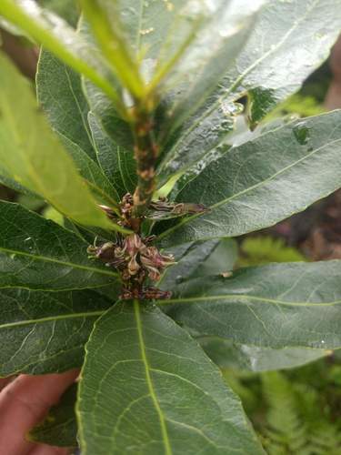 Isodendrion laurifolium