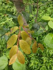 Diospyros hillebrandii