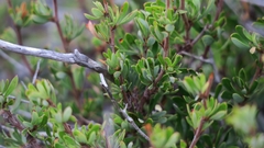 Cliffortia drepanoides