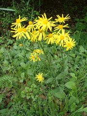 Tephroseris longifolia