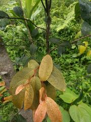 Diospyros hillebrandii