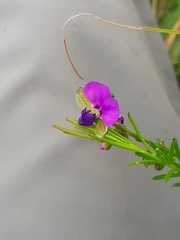 Polygala gracilenta