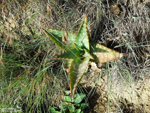 Aloe maculata
