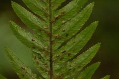 Doodia kunthiana
