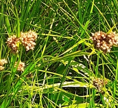 Rhynchospora barrosiana