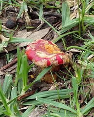 Amanita xanthocephala