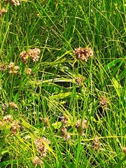 Rhynchospora barrosiana