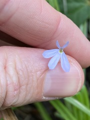 Lobelia stenophylla