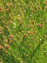 Rhynchospora barrosiana