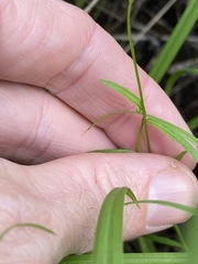 Lobelia stenophylla