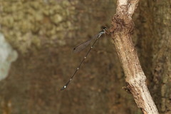 Protosticta gravelyi