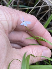 Lobelia stenophylla