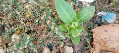 Calotropis procera image