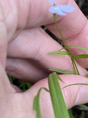 Lobelia stenophylla