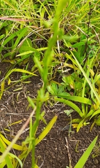 Habenaria filicornis