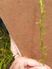 Habenaria filicornis