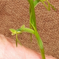 Habenaria filicornis