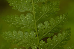 Microlepia strigosa
