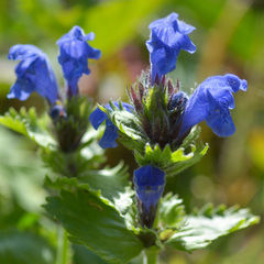 Dracocephalum grandiflorum