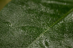 Diospyros hillebrandii