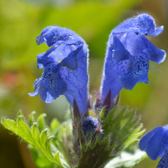 Dracocephalum grandiflorum