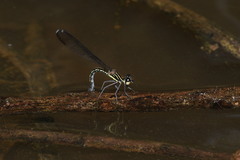 Calocypha laidlawi