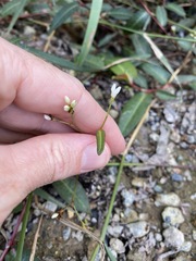 Persicaria dichotoma