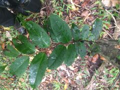 Diospyros hillebrandii