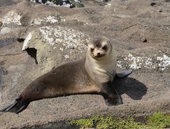 Arctocephalus tropicalis