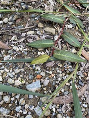 Persicaria dichotoma