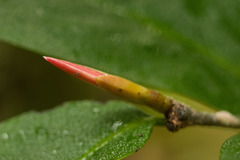 Diospyros hillebrandii