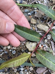Persicaria dichotoma