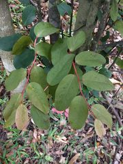 Diospyros hillebrandii