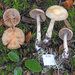 Cortinarius rattinus - Photo (c) Jerry Cooper, some rights reserved (CC BY), uploaded by Jerry Cooper