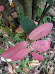 Diospyros hillebrandii