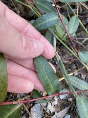Persicaria dichotoma