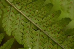 Microlepia strigosa