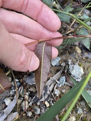 Persicaria dichotoma