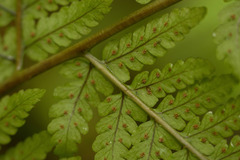 Microlepia strigosa