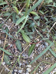Persicaria dichotoma