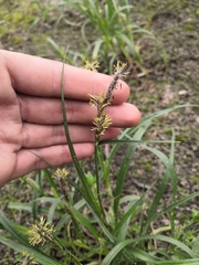Carex hirta