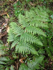 Microlepia strigosa