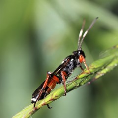 Ichneumon promissorius