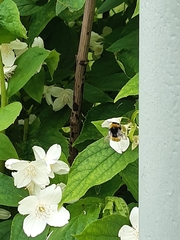 Bombus haematurus